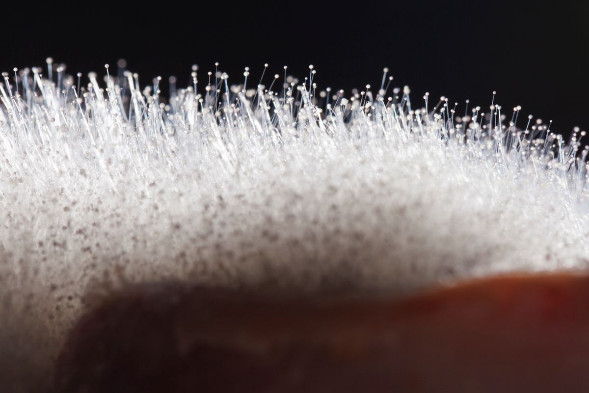 Eine Nahaufnahme eines Stück Fleisches mit einem weissen Bereich.